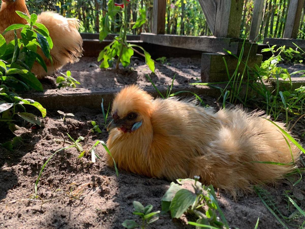 De Akker, Unieke Overnachting In Pipowagens! Ommeren Exteriér fotografie